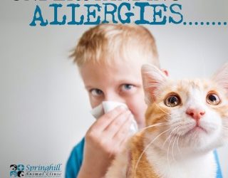 Understanding Allergies