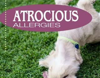 Allergies – What you need to know