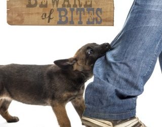 Beware of Bites – Prevention is Key