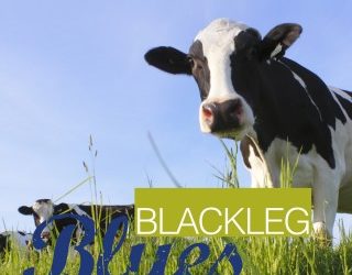 Blackleg Blues