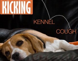 Kicking Kennel Cough