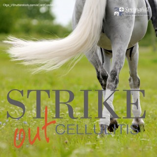 Strike-out Cellulitis - Springhill Animal Clinic