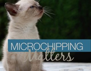 Microchipping Matters