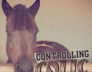 Controlling Colic – Equine