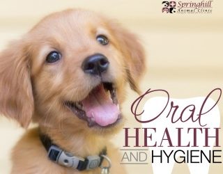 Oral Health and Hygiene