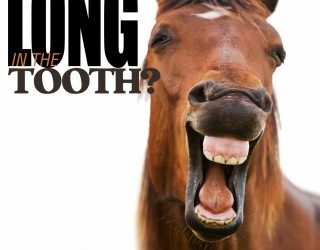 Dental Issues – Equine