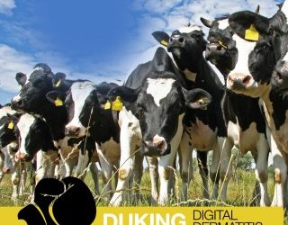 Duking Digital Dermatitis