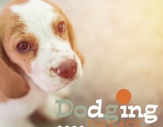 Dodging Disease – Distemper