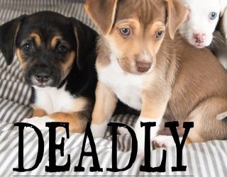 Deadly Distemper