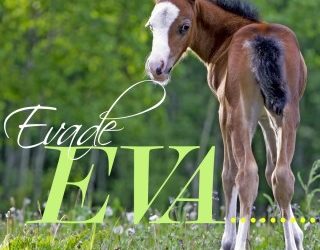 EVA – Equine