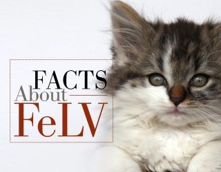 Feline Leukemia Virus (FeLV)