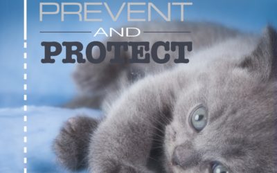 Prevent and Protect