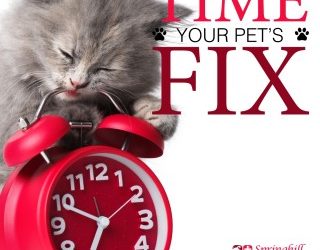 Fixing Your Pet