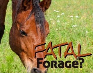 Grass Sickness – Equine