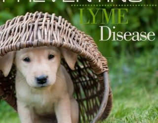 Preventing Lyme Disease