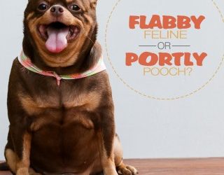 Obesity in Pets