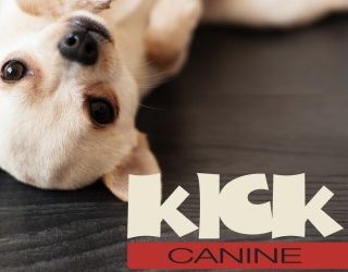 Kick the Canine Flu