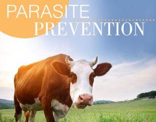 Parasite Prevention – Bovine