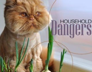 Household Dangers