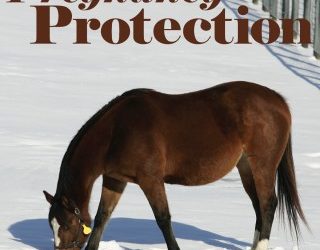 Pregnancy in Horses