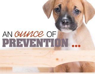 An Ounce of Prevention…