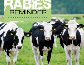 Rabies Reminder – Bovine