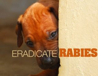 World Rabies Day