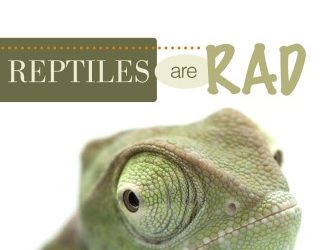 Reptiles are RAD