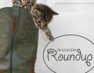 Ringworm Roundup