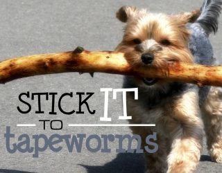 Stick It to Tapeworms