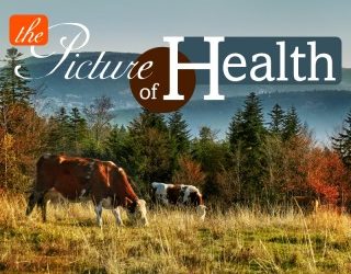 Preventative Care for Cattle