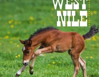 Nixing West Nile – Equine