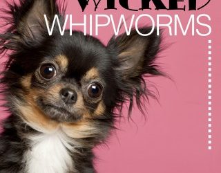 Wicked Whipworms