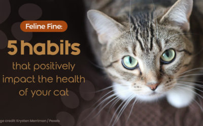 5 habits that positively impact the health of your cat