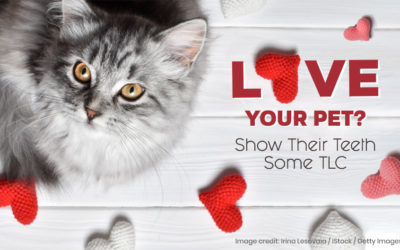 Love Your Pet?  Show Their Teeth Some TLC