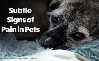 Subtle Signs of Pain in Pets