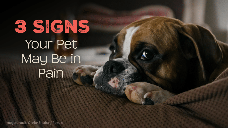 Signs of Animal Pain