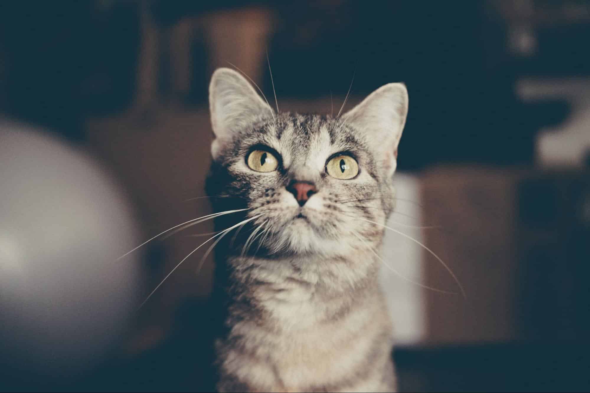 Your cat may not be able to speak, but they’re always telling you something—with their behavior, energy levels, and habits. The trouble is, cats are naturally excellent at hiding signs of illness. So how can you tell if something’s wrong? A regular checkup might seem simple, but it plays a big role in your cat’s long-term health. Whether your cat is a playful kitten, a content adult, or a wise senior, consistent preventive care from a trusted veterinary clinic makes a real difference. Hidden Problems Cats Can’t Tell You About Cats are stoic by nature. In the wild, showing weakness could make them a target. That instinct hasn’t gone away—even in our cozy homes. Many cat owners are surprised when their seemingly “normal” cat is diagnosed with a condition that’s been developing quietly behind the scenes. Here are a few common issues that can go unnoticed without regular veterinary care: Dental disease – More than half of cats over age 3 have some form of dental disease. Bad breath, gum inflammation, and tooth pain can cause long-term issues if left untreated. Chronic kidney disease – This is especially common in senior cats and can progress slowly. Early signs like increased thirst or weight loss are often missed. Arthritis and joint pain – Movement may become uncomfortable as cats age due to these conditions. Hyperthyroidism – A common issue in cats over 10, this condition speeds up metabolism and causes weight loss despite a strong appetite. Diabetes – Overweight cats are particularly at risk, but diabetes can be managed effectively when caught early.. Our veterinary team knows what to look for. With routine wellness exams, our clinic can often detect these conditions early and start treatment before your cat’s health declines. Preventive Care The goal: Fewer sick days, more sunny naps and head boops Routine cat health checkups give our veterinarian a chance to monitor subtle changes in weight, appetite, and behavior over time. And when your cat visits us consistently, our veterinary clinic builds a strong health history, which leads to informed decisions and more personalized care. Here’s how feline preventive care during regular exams helps your cat stay healthy: Vaccinations protect against serious diseases like feline leukemia, rabies, and panleukopenia Parasite prevention protects from fleas, ticks, ear mites, and intestinal worms Blood and urine tests help detect kidney disease, thyroid issues, infections, and diabetes Dental checks catch signs of gingivitis, tooth resorption, and oral pain Weight and diet assessments help prevent obesity and related conditions Our clinic’s veterinary team can help develop the best health plan for your cat’s age and lifestyle—whether they’re an active outdoor explorer or a cozy indoor companion. Better Health Can Mean A Better Quality of Life When your cat feels well, they act well. They play more, eat better, snuggle closer, and enjoy their environment with curiosity and comfort. Cats dealing with untreated pain or illness often withdraw from interaction. They may become grumpy, sleep more, or avoid hopping up to their favorite windowsill. Many owners chalk this up to “just getting older,” but it’s often a sign something’s wrong. With the support of your veterinary clinic, even chronic conditions can be managed to keep your cat comfortable and engaged. The right care plan—guided by regular vet visits—can help your cat stay active, happy, and pain-free. Peace of Mind for You, Too Knowing your cat is truly healthy removes so much uncertainty. No more guessing if that weight loss is normal. No more wondering if the odd litter box behavior is just a fluke. Regular veterinary visits give you: Confidence in your cat’s current health Early warning signs before problems get serious A trusted relationship with your veterinary team Fewer emergency visits—and lower costs over time Our veterinary clinic is here not just for illnesses, but to be a long-term partner in your cat’s well-being. Support Beyond the Exam Room The benefits of regular vet visits go far beyond the exam table. You gain a team of professionals who can help guide you through every stage of your cat’s life—from choosing the right food to managing chronic illness or behavior issues. Have questions about diet, supplements, or monthly flea control? That’s part of routine care, too. We also offer support between visits. You can shop from our pharmacy for trusted parasite preventatives, joint supplements, kidney health support, and prescription medications—all recommended by your vet and shipped to your door. A Simple Habit That Makes a Big Difference One wellness exam a year (or every six months for seniors) might not seem like much, but it has a major impact. For cats, early detection can mean the difference between simple management and long-term damage. For you, it means more joyful years with your beloved companion. So don’t wait for a problem to appear. Make an appointment with us today and keep your cat’s health on track. Whether they’re pouncing on toys or curled in your lap, your cat deserves to feel their best every day.
